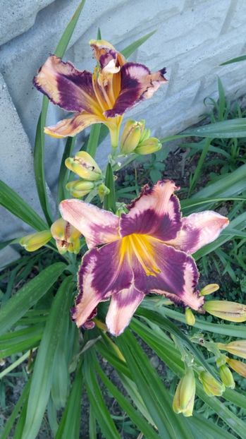  - 2017 Hemerocallisi