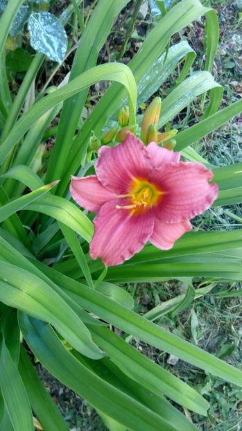  - 2017 Hemerocallisi