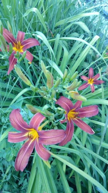  - 2017 Hemerocallisi