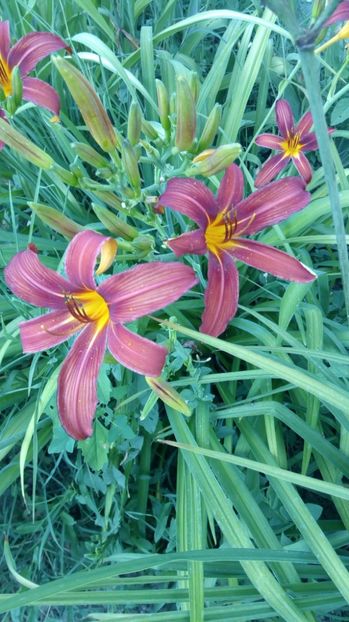  - 2017 Hemerocallisi