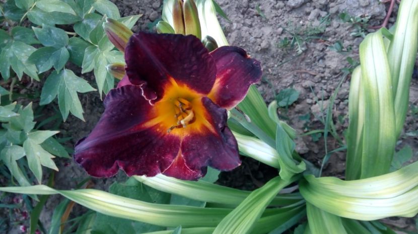  - 2017 Hemerocallisi