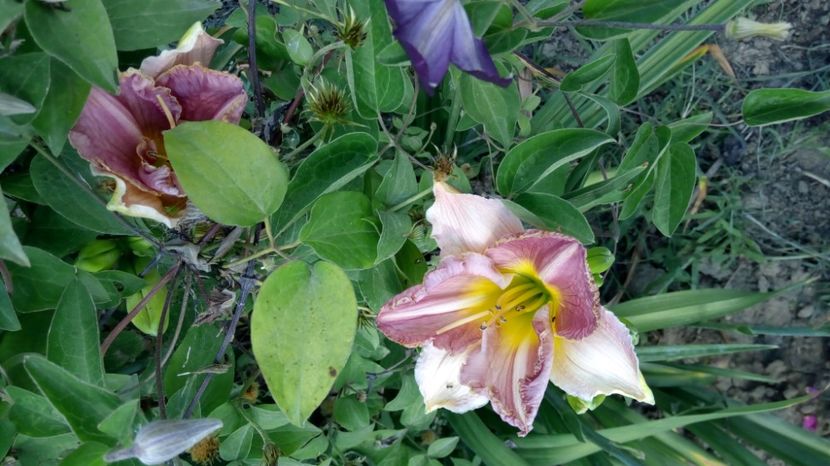  - 2017 Hemerocallisi