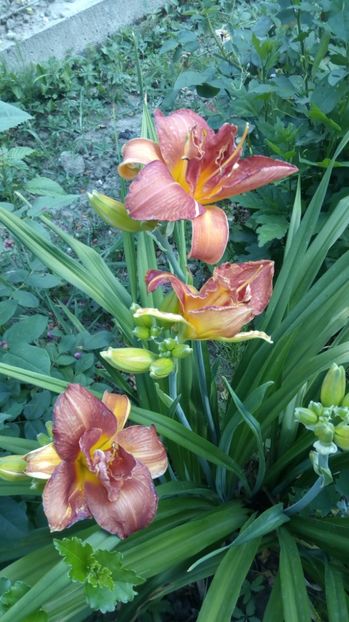  - 2017 Hemerocallisi