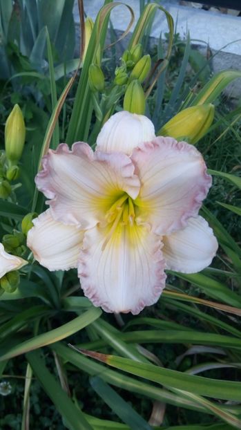  - 2017 Hemerocallisi