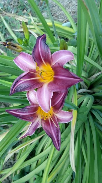  - 2017 Hemerocallisi