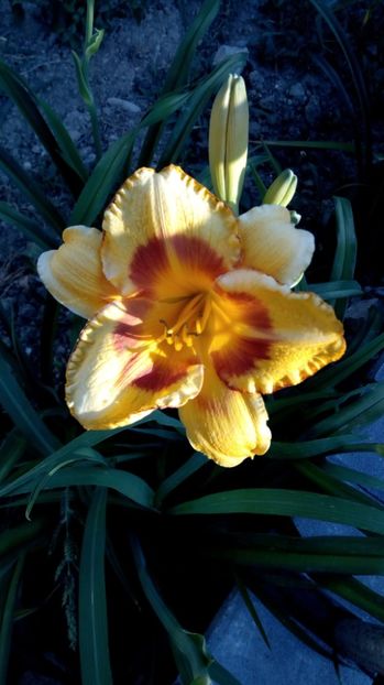  - 2017 Hemerocallisi