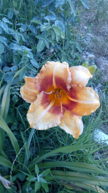  - 2017 Hemerocallisi