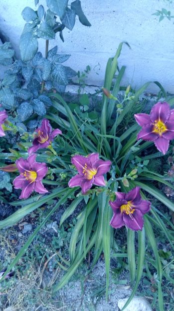  - 2017 Hemerocallisi