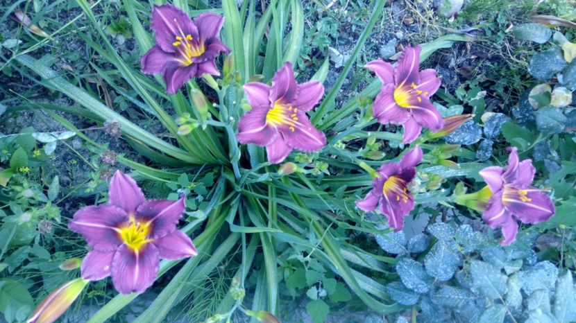  - 2017 Hemerocallisi