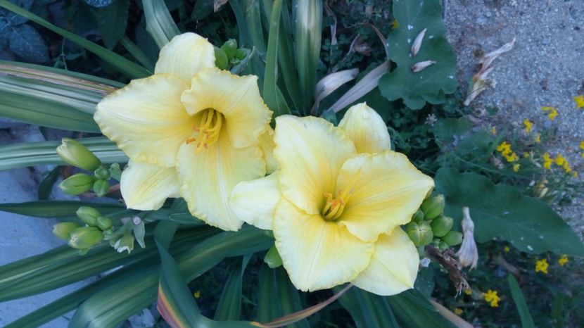  - 2017 Hemerocallisi