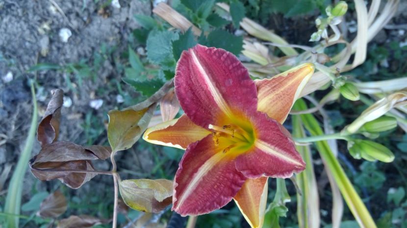  - 2017 Hemerocallisi