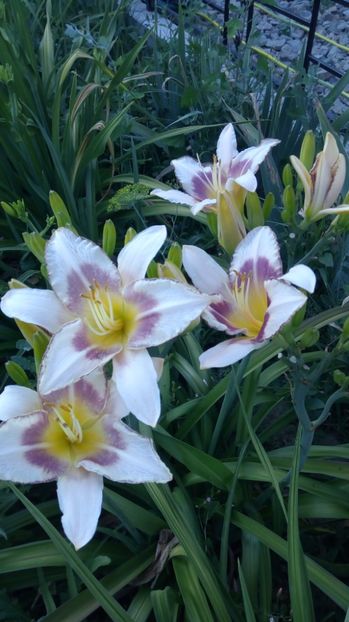  - 2017 Hemerocallisi