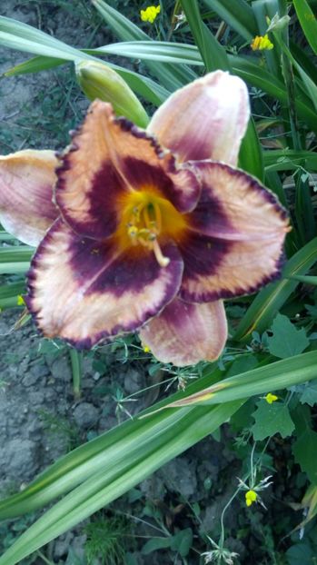  - 2017 Hemerocallisi