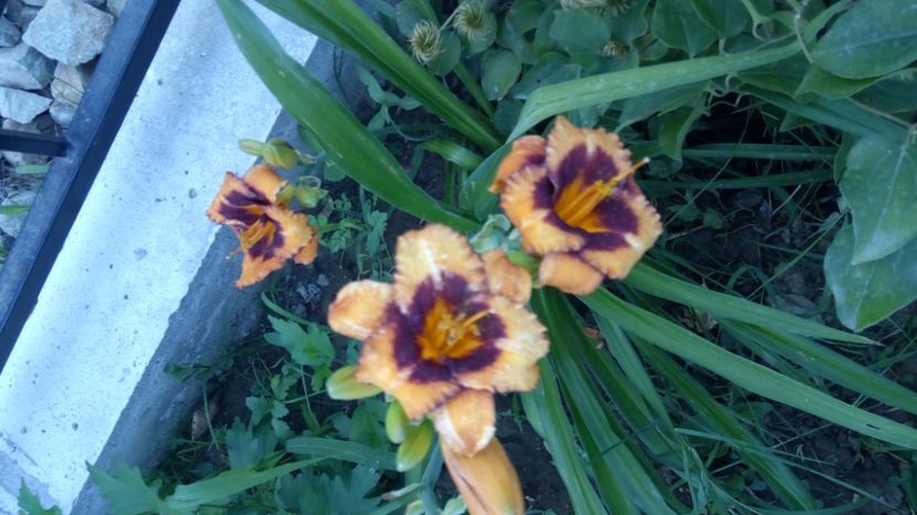  - 2017 Hemerocallisi