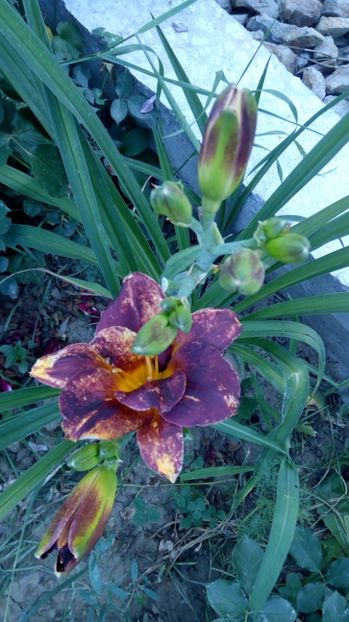  - 2017 Hemerocallisi