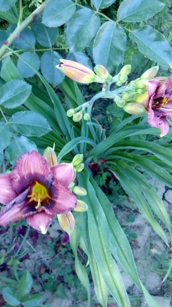  - 2017 Hemerocallisi