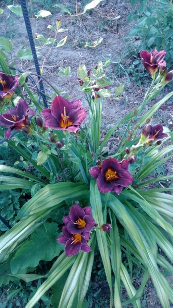  - 2017 Hemerocallisi