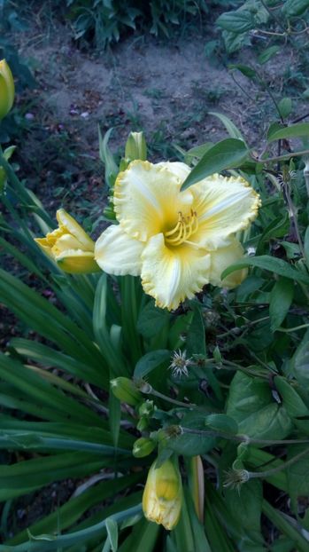  - 2017 Hemerocallisi