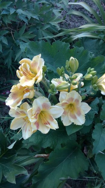  - 2017 Hemerocallisi