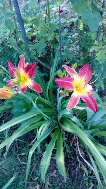  - 2017 Hemerocallisi