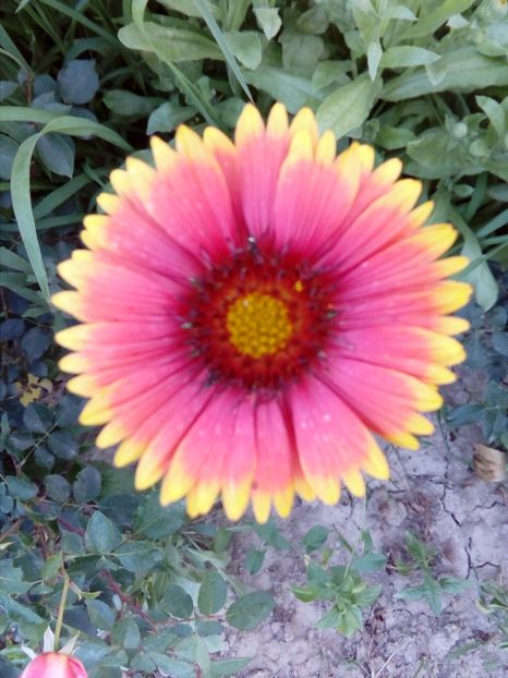 Gaillardia sp - Plante perene cu flori