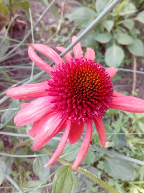Echinacea rosie Eccentric - Plante perene cu flori