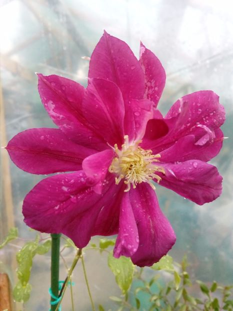 Clematis Red star, 2016 - Clematite