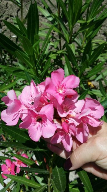  - Roz floare simpla din seminte