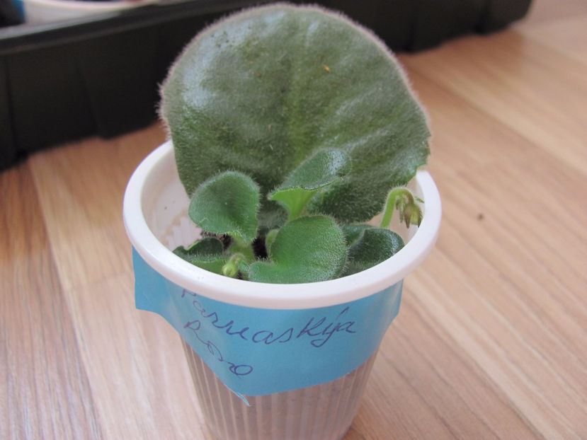  - ZZLE Parnaskya Roza