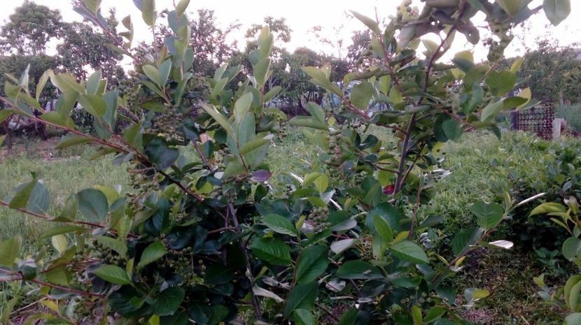 Aronia 22.05.2017 - Arbusti ornamentali fructiferi - Aronia melanocarpa nero Scorus negru