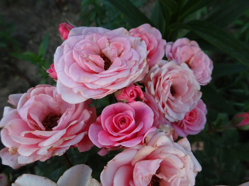  - TRANDAFIRI MINI IN GRADINA