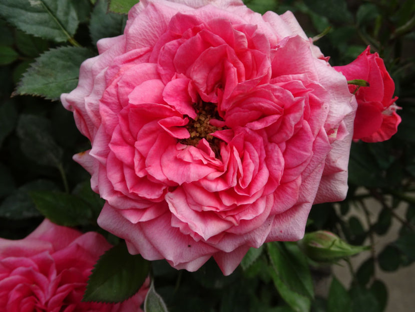  - TRANDAFIRI MINI IN GRADINA