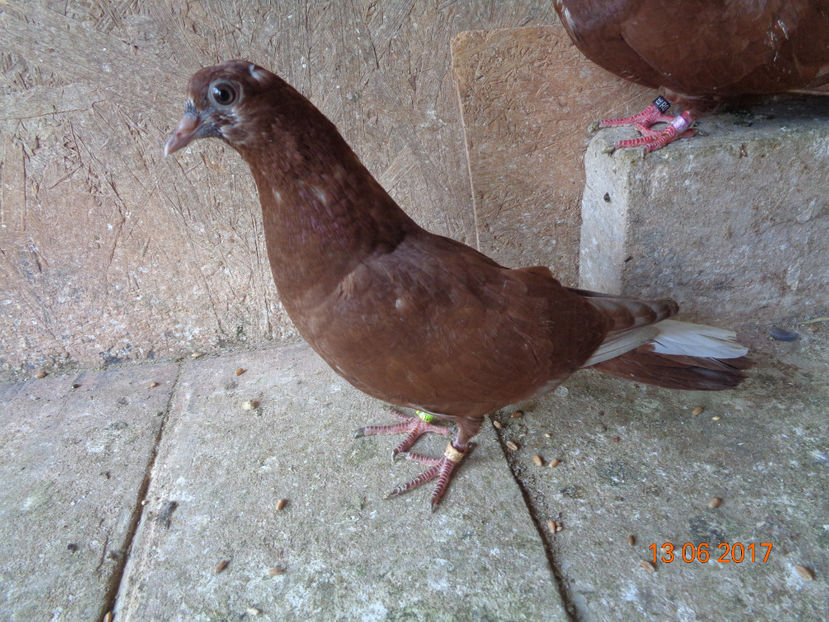 3780 pierduta vineri 23 iun. 2017 neinvatata inca nu s-a mai intors - Amintiri - porumbei pierduți sau prinși de răpitoare