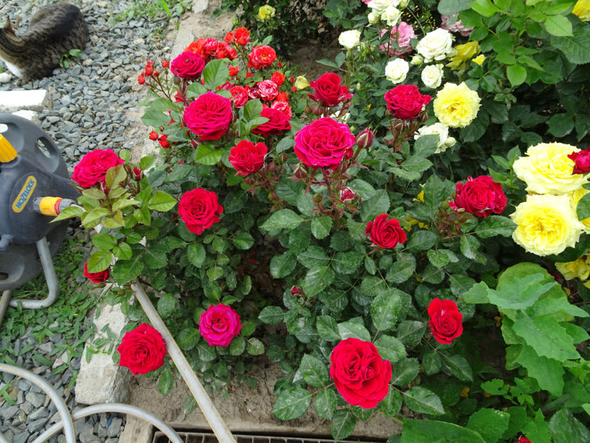  - TRANDAFIRI MINI IN GRADINA