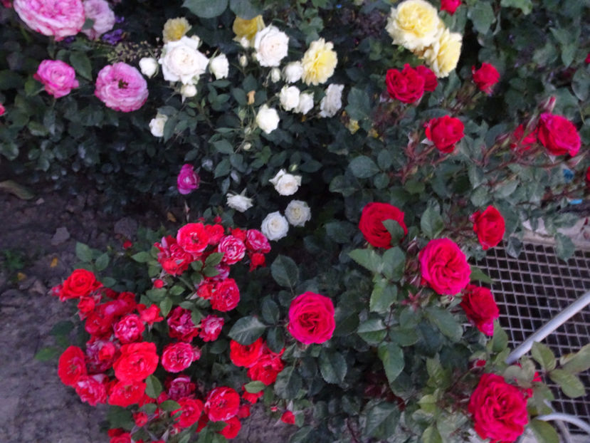  - TRANDAFIRI MINI IN GRADINA