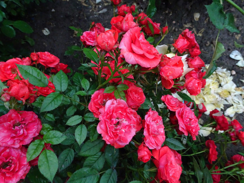  - TRANDAFIRI MINI IN GRADINA