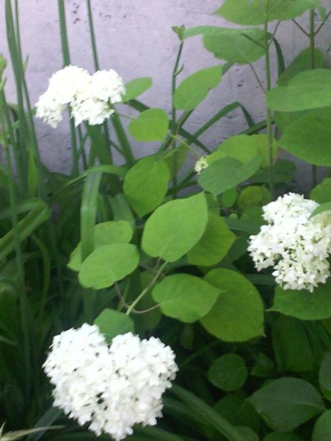  - 01-Flori din curtea mea 2017