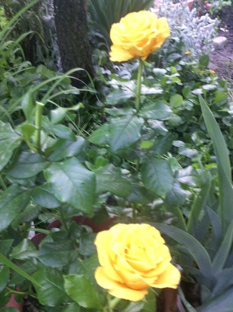  - 01-Flori din curtea mea 2017