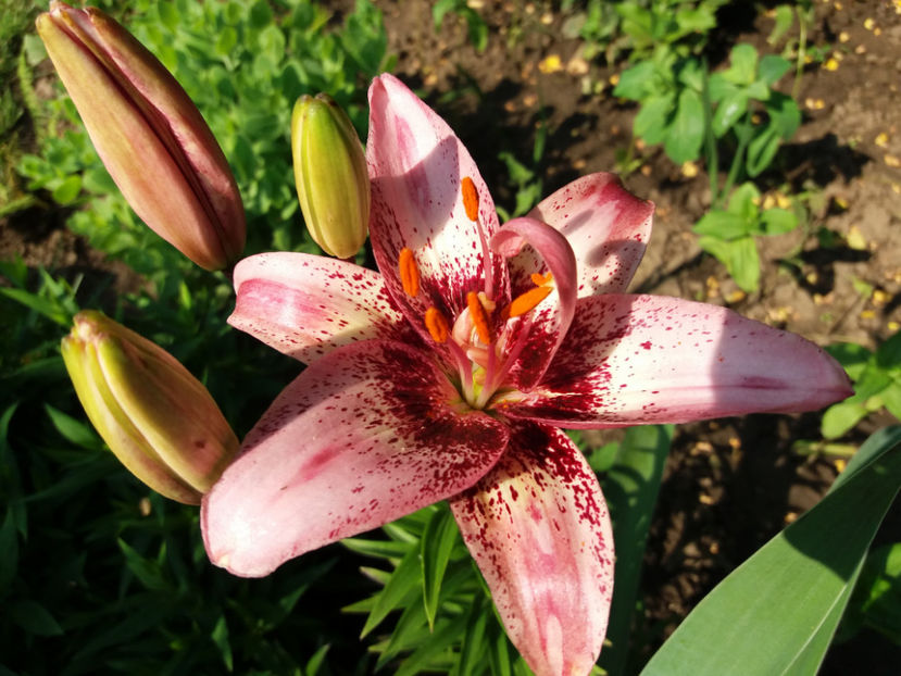 Picture 229 - Vara 2017