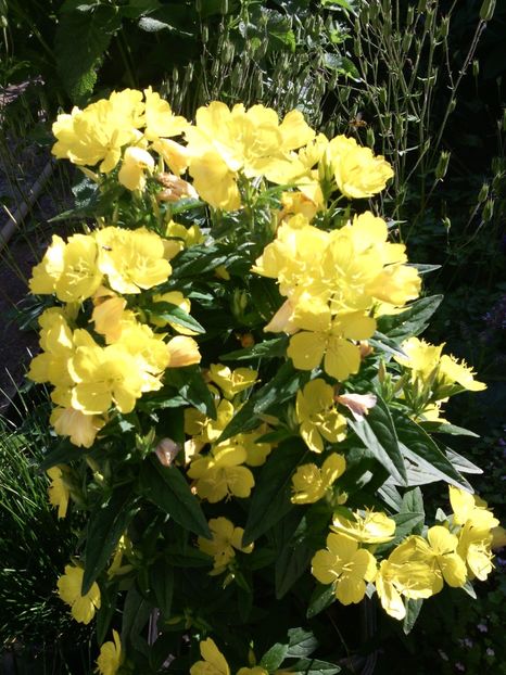  - 01-Flori din curtea mea 2017