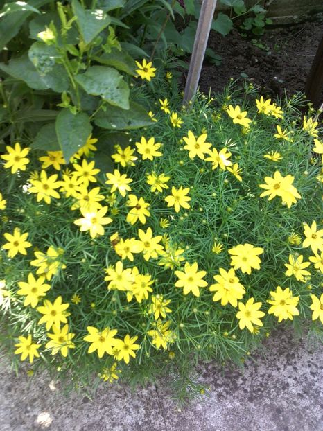  - 01-Flori din curtea mea 2017