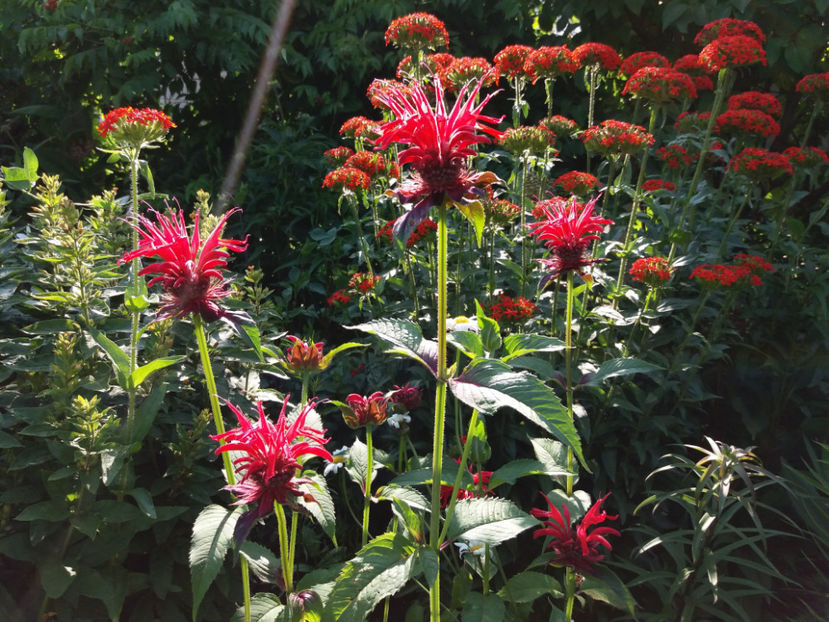 Picture 248 - Vara 2017