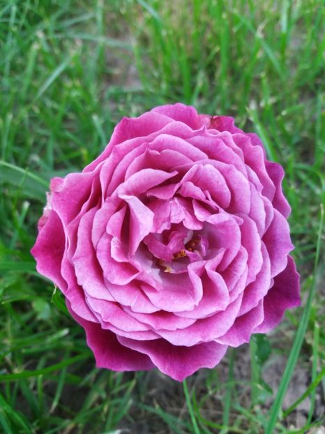  - Wild Blue Yonder Rose 1