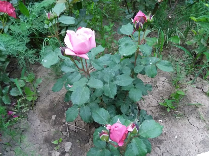  - Soeur Emmanuelle 1