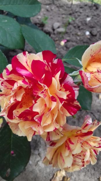  - Trandafiri-1 anul 2017