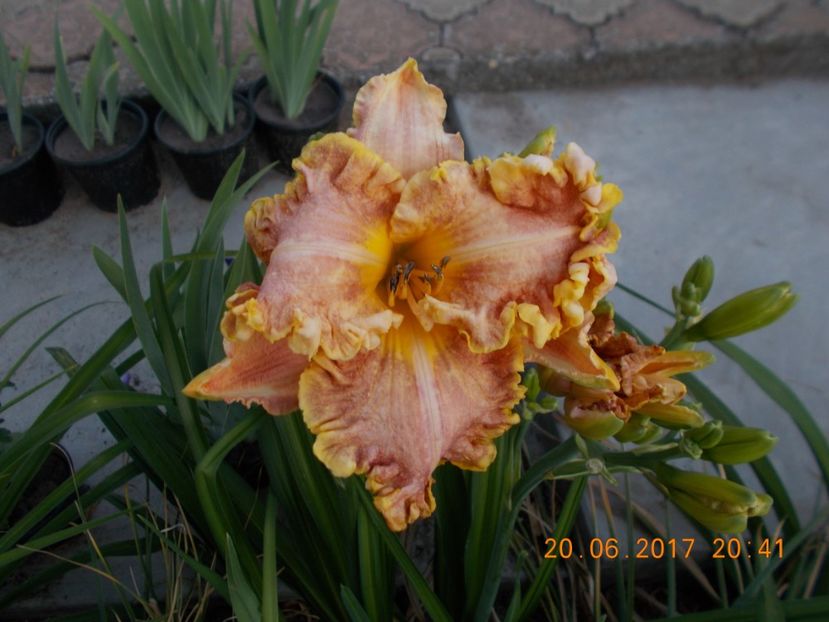 darla anita - HEMEROCALLIS 2017