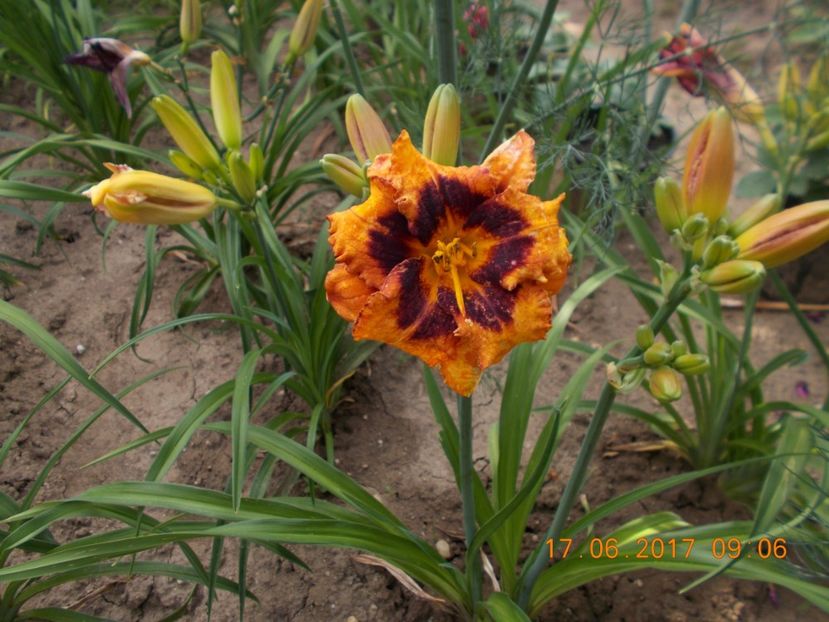 madeline nettles - HEMEROCALLIS 2017