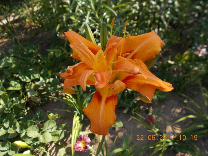 fulva  kwanso - HEMEROCALLIS 2017