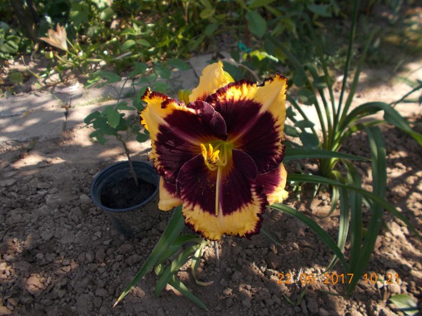 tiger blood - HEMEROCALLIS 2017