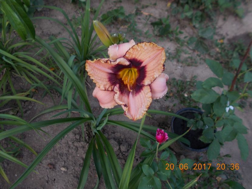 daring dilema - HEMEROCALLIS 2017